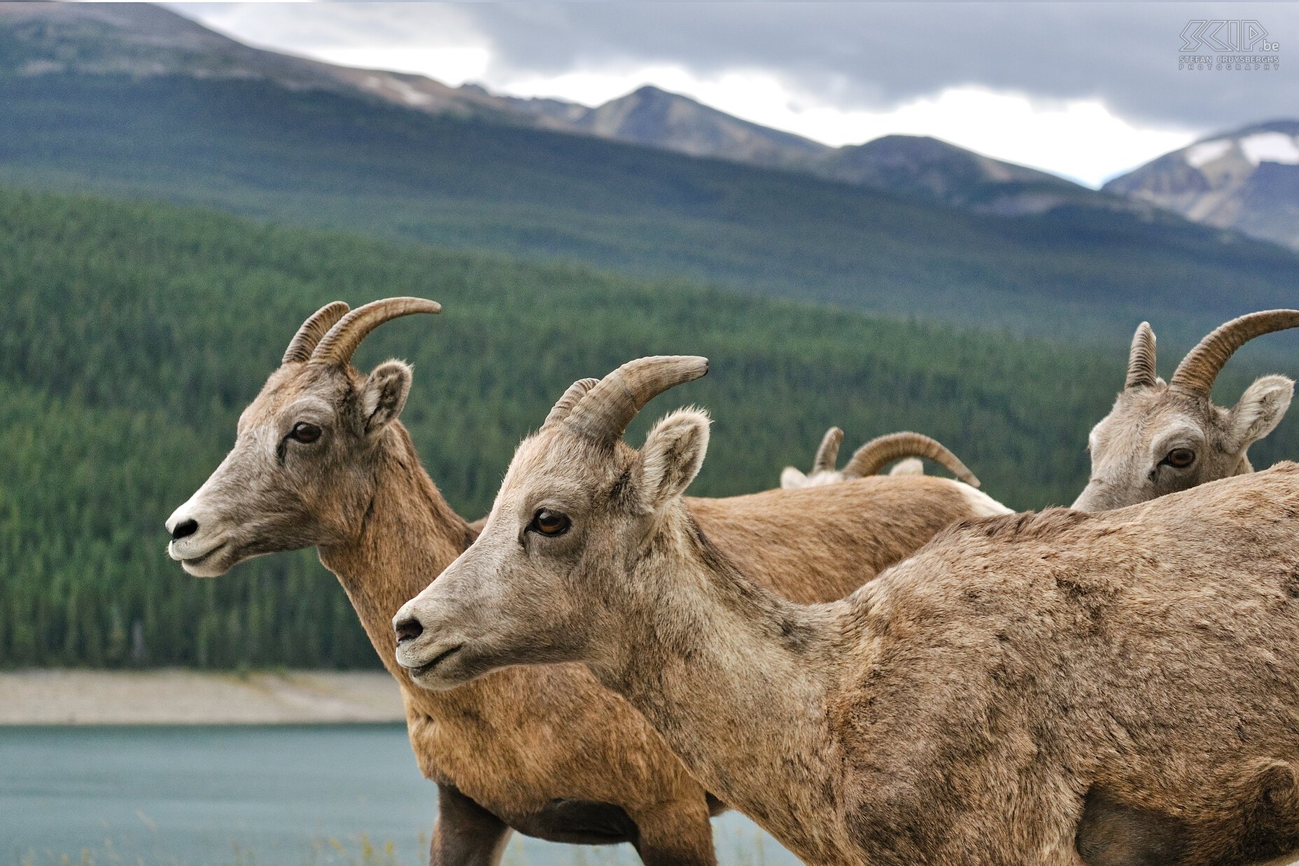 Jasper NP - Dikhoorn schapen  Stefan Cruysberghs